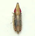 Flexamia pyrops - photo 2