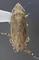 Flexamia reflexa - photo 2
