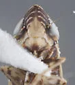 Flexamia reflexa - photo 3