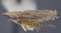 Flexamia ritana