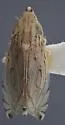 Flexamia ritana - photo 2
