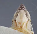Flexamia ritana - photo 3