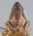 Flexamia satilla - photo 5