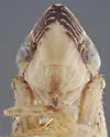 Flexamia stylata - photo 3
