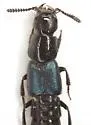 Flohria subcoerulea