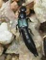 Flohria subcoerulea - photo 4