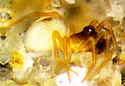 Floricomus praedesignatus