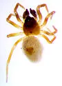 Floricomus praedesignatus - photo 2