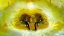 Floricomus praedesignatus - photo 4