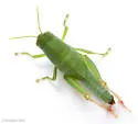 Floridacris etami