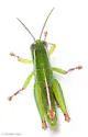 Floridacris mariona