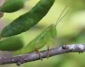 Floridacris robusta - Floridacris robusta