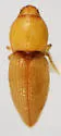 Floridelater americanus - photo 3
