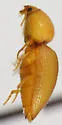 Floridelater americanus - photo 4