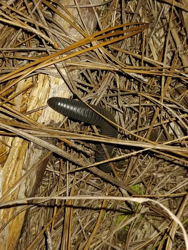 Floridobolus orini