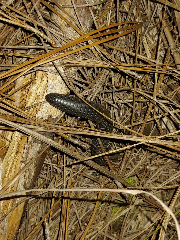 Floridobolus orini - photo 2