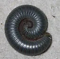 Floridobolus penneri - photo 2