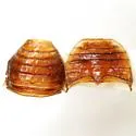 Floridocassis repudiata - photo 2