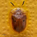 Floridocassis repudiata - photo 5