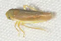 Floridonus taxodii - photo 2