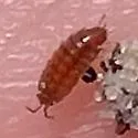 Florida Rufous Woodlouse