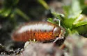 Florida Rufous Woodlouse - photo 2