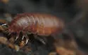 Florida Rufous Woodlouse - photo 3