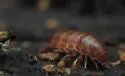 Florida Rufous Woodlouse - photo 4