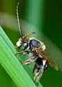 Florilegus condignus - Florilegus condignus