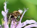 Florilegus condignus - photo 2