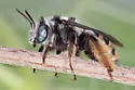 Florilegus condignus - photo 4