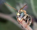 Florilegus condignus - photo 5