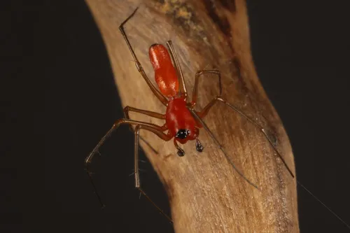Black-tailed Red Sheetweaver