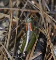 Wingless Florida Grasshopper