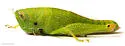 Wingless Florida Grasshopper - photo 2