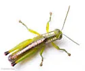 Wingless Florida Grasshopper - photo 3