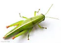 Wingless Florida Grasshopper - photo 4