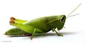 Wingless Florida Grasshopper - photo 5