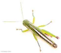 Floritettix borealis - Floritettix borealis