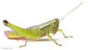 Floritettix borealis - photo 2