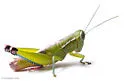 Floritettix borealis - photo 3