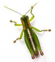 Floritettix calusa
