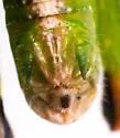 Floritettix calusa - photo 4