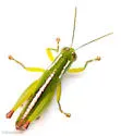 Floritettix floridana
