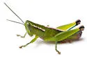 Floritettix holatamico