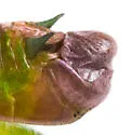 Floritettix holatamico - photo 2