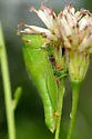 Floritettix nigropicta