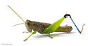 Floritettix nigropicta - photo 3