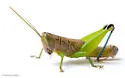 Floritettix nigropicta - photo 4