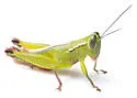Floritettix saturiba